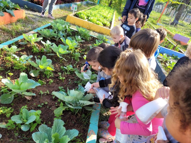 Escola de Balneário Camboriú realiza projeto entre alunos para plantar os próprios legumes 