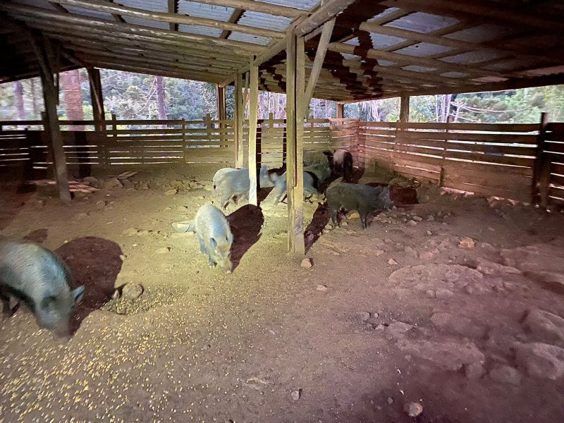 Wild boars raised in a pigsty