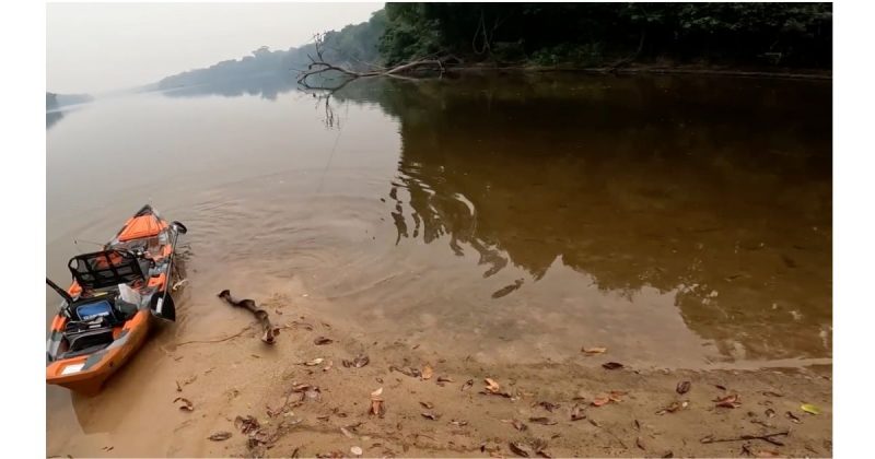 Peixe elétrico salvou amigo que estava preso no anzol
