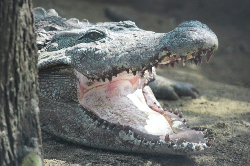 Crocodilo tem mordida colossal 