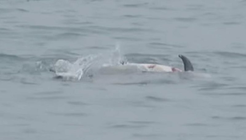 Tubarões flagrados devorando golfinho morto nos Estados Unidos