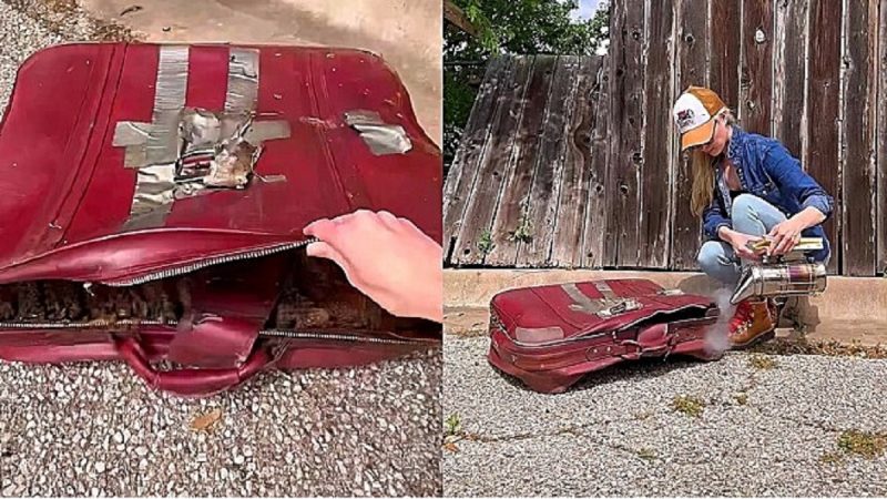 Mulher encontra colmeia de abelhas em mala velha nos Estados Unidos