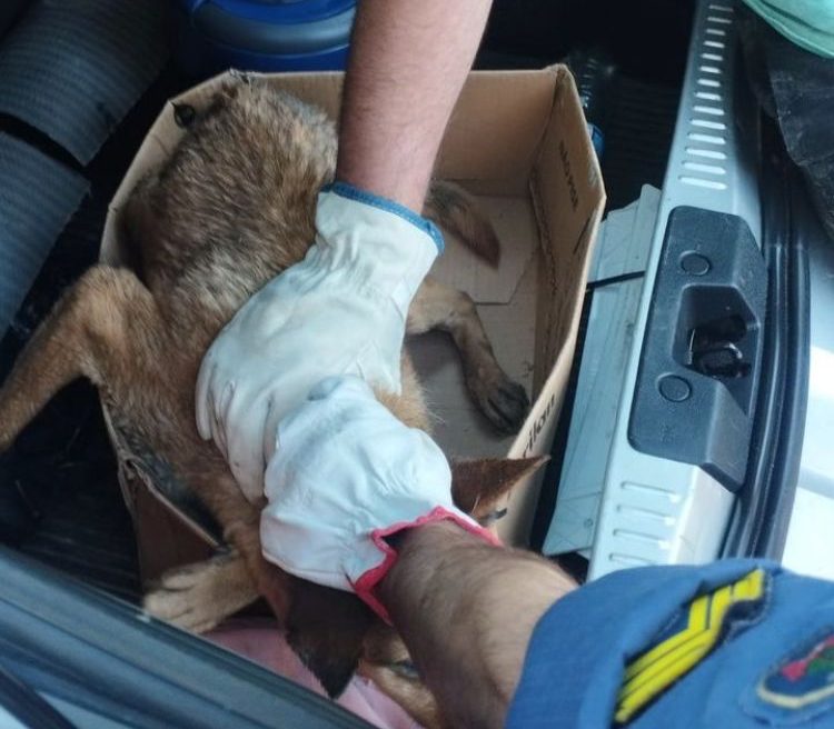 . Algumas pessoas relataram que desde quinta-feira (22) ouviam latidos, mas que n&atilde;o conseguiram identificar a origem do &ldquo;pedido de socorro&rdquo;. – Foto: Guarda Municipal de Tr&acirc;nsito/Reprodu&ccedil;&atilde;o ND