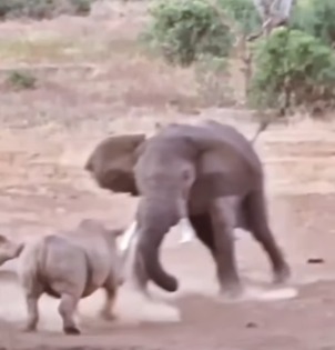 São animais territorialista e esse embate entre eles são comuns no reino animal 