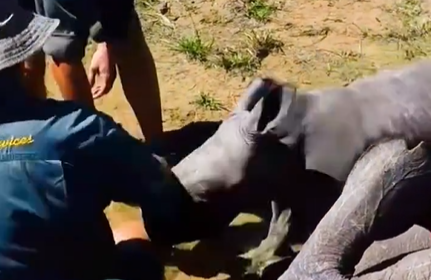 Rinoceronte em vídeo surpreendente