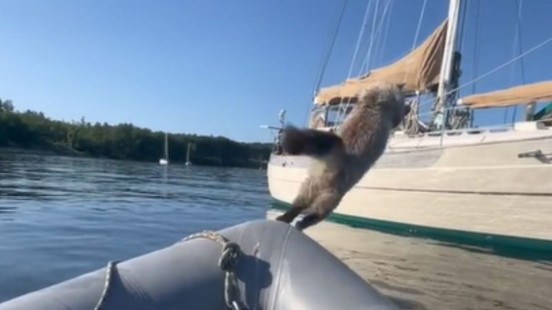 Gato se dá mal em passeio