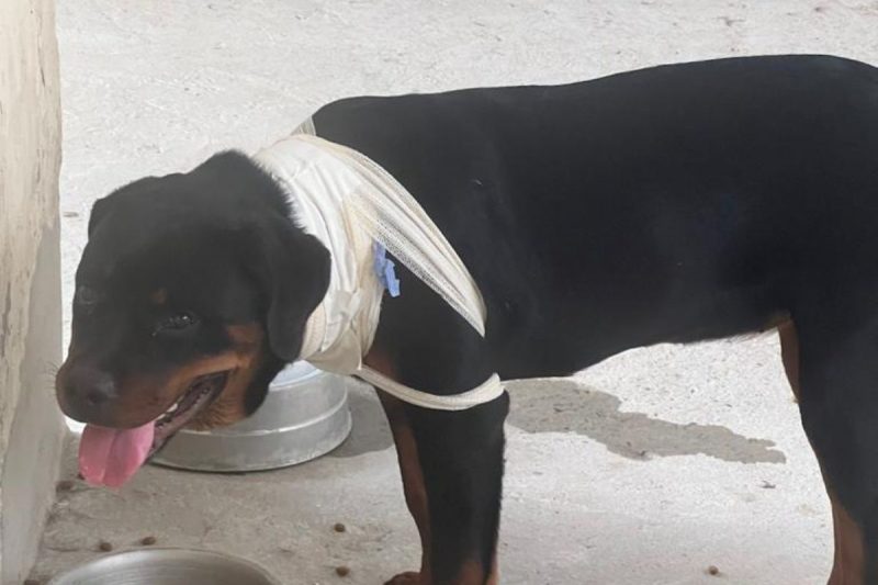 Animal recebeu golpes de faca no pesco&ccedil;o – Foto: Pol&iacute;cia Civil/Reprodu&ccedil;&atilde;o/ND