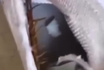 Parecia que não ia acabar: vídeo de lacraia impressiona 