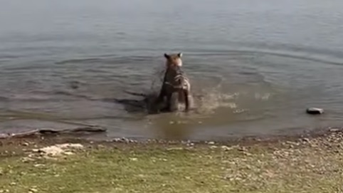 Vídeo mostra momento em que tigre ataca uma tartaruga