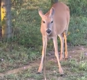 Bambi é flagrado devorando cobra