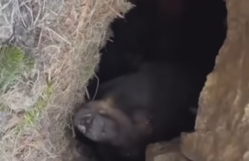 Acabou com a soneca do urso que acordou e reagiu 