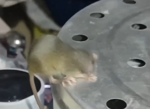 Become soft: the mouse is stuck in the container