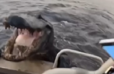 Jacaré assusta turistas ao tentar subir em barco