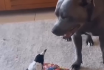 Corvo late para cachorro que fica surpreso 