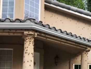 Milhares de grilos infestam casa nos EUA