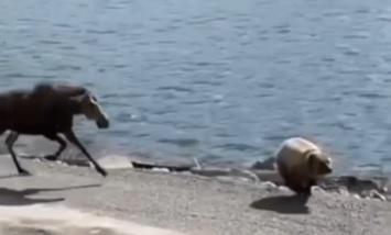 ‘Um dia da caça, outro do caçador', urso é perseguido por alce