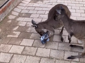 Canguru come pena de pombo em vídeo que circula nas redes sociais 