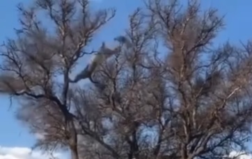 Leopardo caça macaco em cima de árvore 