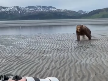 Urso é afugentado por fotógrafo de vida selvagem 