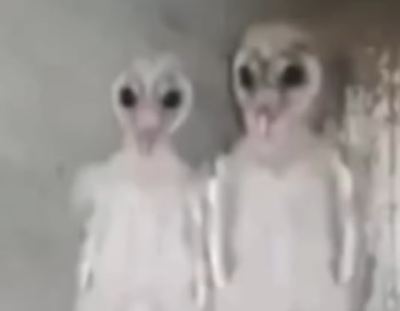 Alienígenas?: espécie de corujas assusta internautas