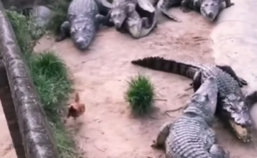 Fuga das galinhas: ave despista predadores 