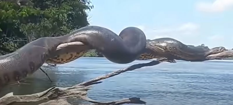 anaconda colossal em tronco de árvore descansando