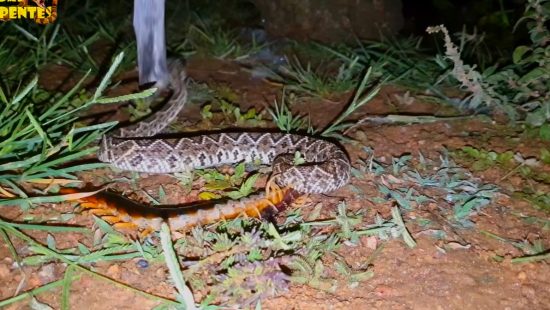 Sucuri toma banho de cachoeira e é levada por correnteza