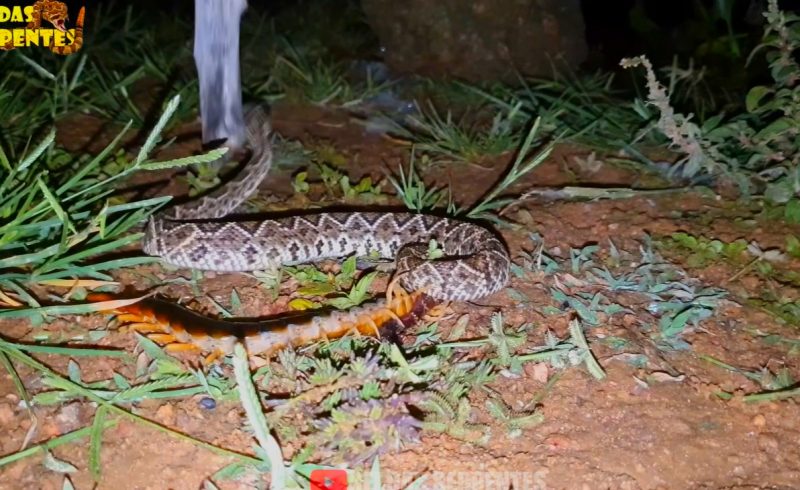 Lacraia come pele de cascavel viva em cena absurda – Foto: Reprodu&ccedil;&atilde;o/ND