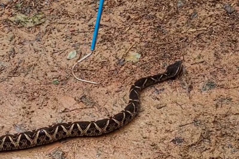 Animal foi devolvido &agrave; mata, longe da &aacute;rea urbana – Foto: Gilberto Duwe/Reprodu&ccedil;&atilde;o/ND