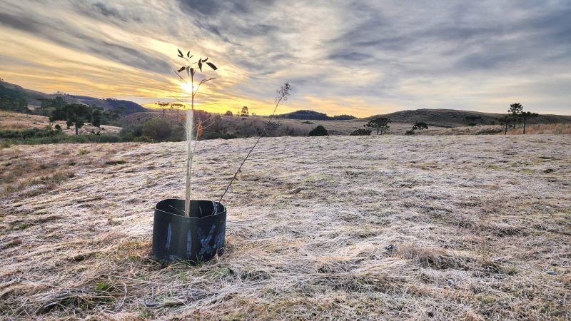 Amanhecer gelado desta ter&ccedil;a em S&atilde;o Joaquim – Foto: Mycchel Legnaghi/S&atilde;o Joaquim Online/ND