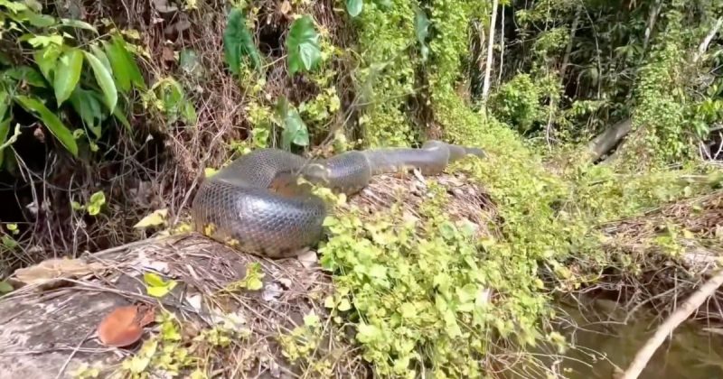 Sucuri foi flagrada pegando sol à beira de um rio