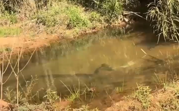 Casal teme sucuri e observa cobra pela janela do carro em margem de c&oacute;rrego – Foto: Reprodu&ccedil;&atilde;o/ND