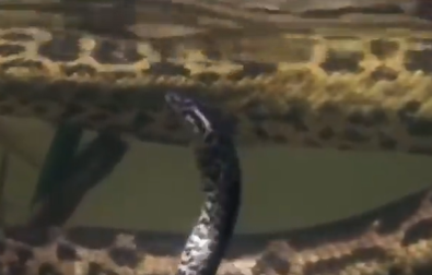 Sucuri dando à luz