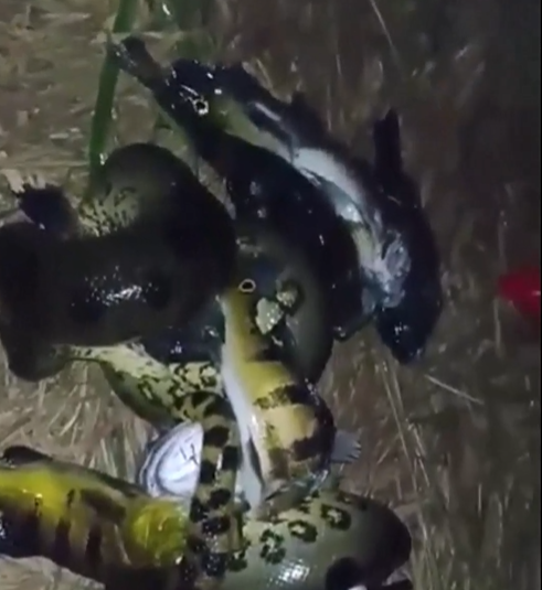 Sucuri é flagrada tentando devorar peixes 