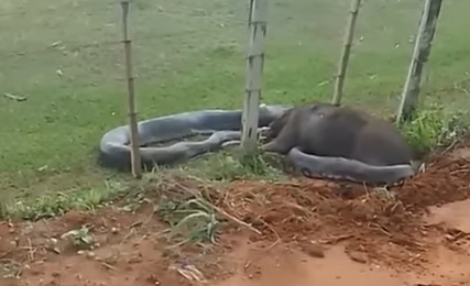 Sucuri em batalha com capivar