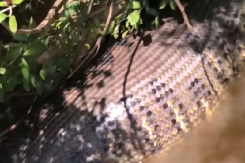 Sucuri gigantesca foi flagrada após devorar animal.