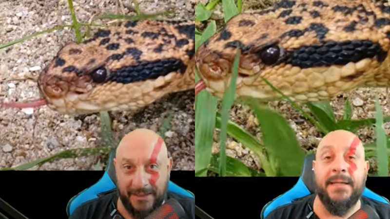 Bi&oacute;logo explica bote fatal da surucucu: ‘vai na tua fu&ccedil;a, cara’ – Foto: Reprodu&ccedil;&atilde;o/Internet/ND