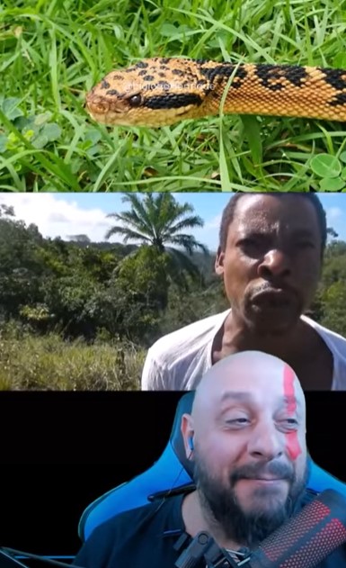 Surucucu, da espécie pico-de-jaca, cobra venenosa. Homem conta como foi o encontro com ela e biólogo reage