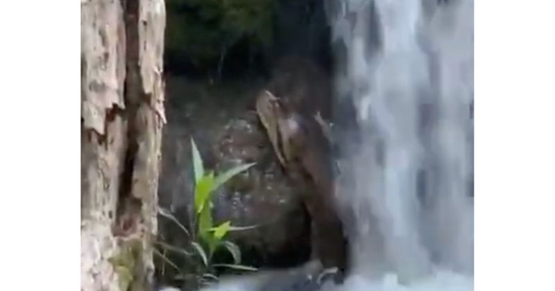 Sucuri toma banho de cachoeira e é levada por correnteza