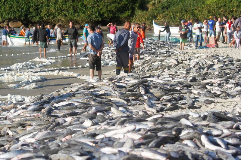Tainha na Lagoinha do Norte, em Florian&oacute;polis – Foto: Leo Munhoz/ND