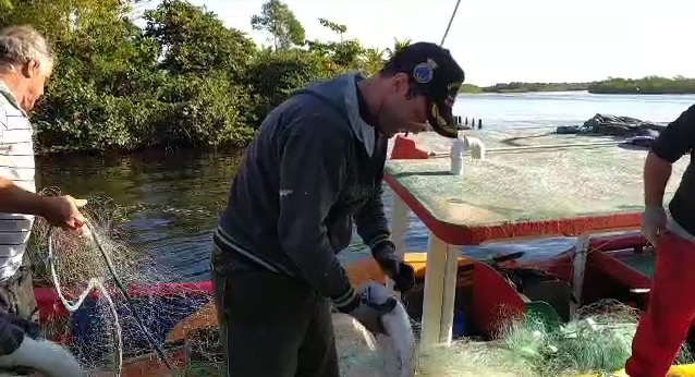 Expectativa &eacute; de capturar ainda muito mais tainhas at&eacute; o fim da temporada – Foto: Mateus Rita/N&oacute;s do Litoral/Reprodu&ccedil;&atilde;o