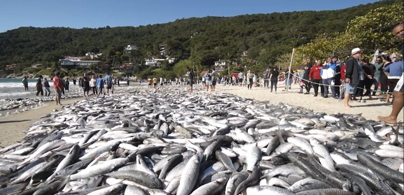 Areia da praia em Florian&oacute;polis ficou coberta de peixes – Foto: Jo&atilde;o Soares/Secom/ND