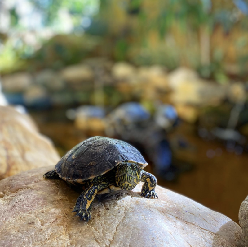 O espa&ccedil;o conta com um lago cheio de tartarugas – Foto: Arquivo Pessoal Lisa Derner/Cedido/ND