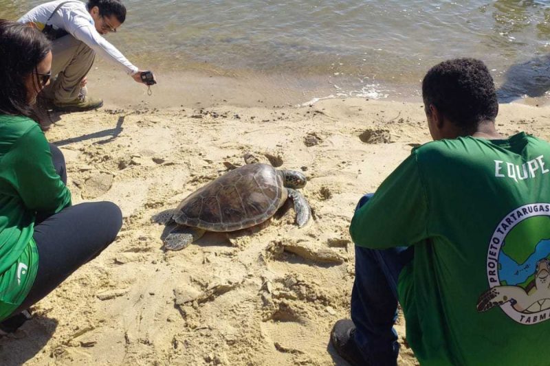 Tartaruga devolvida ao mar em São Francisco do Sul