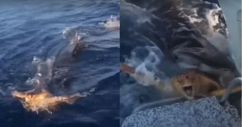 Animal conseguiu escapar com ajuda de pessoas que estavam em barco – Foto: Biomesquita/Reprodu&ccedil;&atilde;o/ND