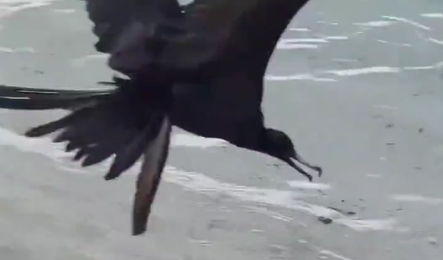 Tartaruga é predada em vídeo