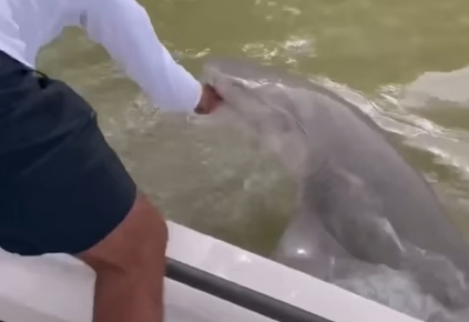 Tubarão puxa pescador para dentro da água