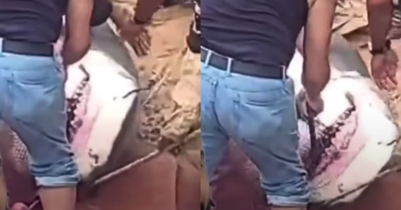 Restos mortais estavam em estômago do animal