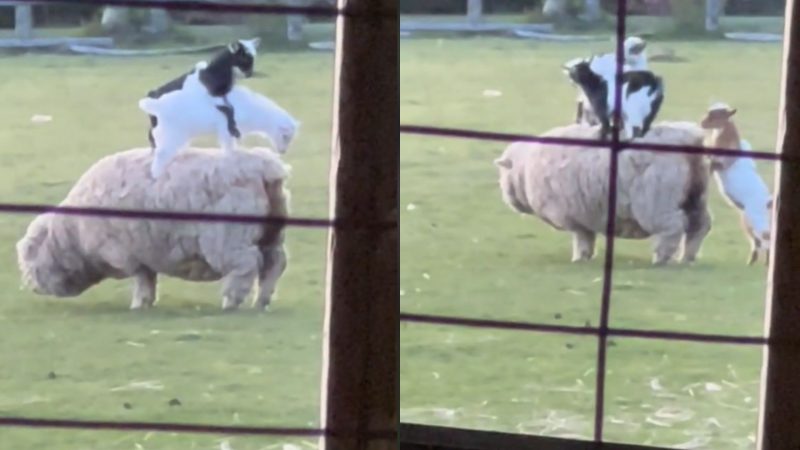 Quanta fofura! Veja a festa dos cabritinhos tentando subir na ovelha