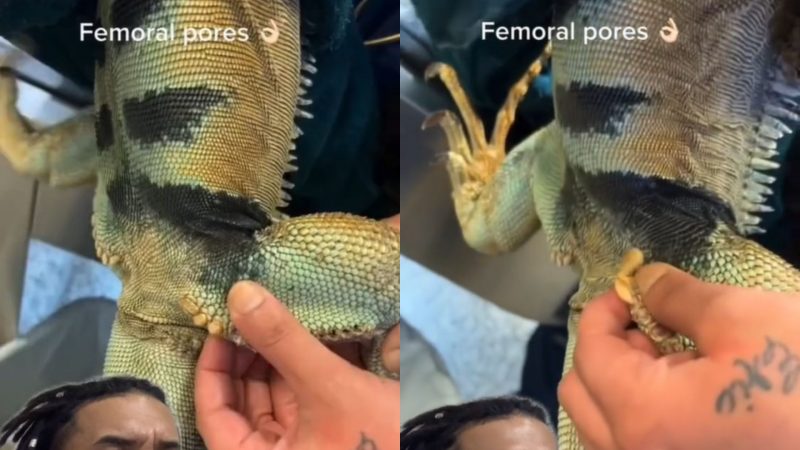 Iguana recebe "tratamento de pele"